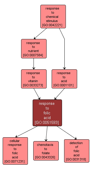 GO:0051593 - response to folic acid (interactive image map)