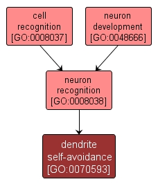 GO:0070593 - dendrite self-avoidance (interactive image map)