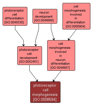 GO:0008594 - photoreceptor cell morphogenesis (interactive image map)