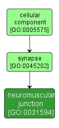 GO:0031594 - neuromuscular junction (interactive image map)