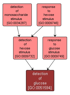 GO:0051594 - detection of glucose (interactive image map)