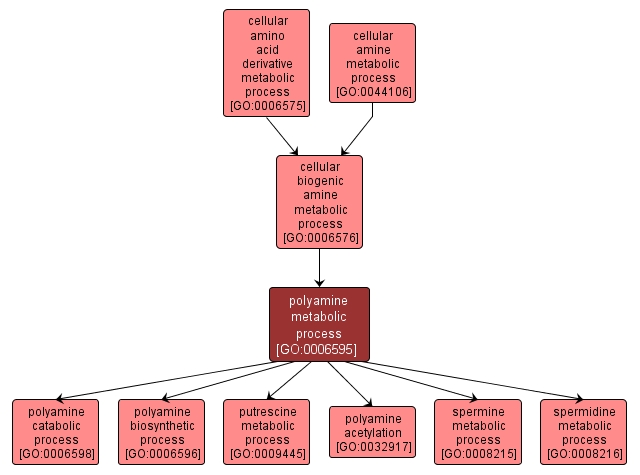 GO:0006595 - polyamine metabolic process (interactive image map)