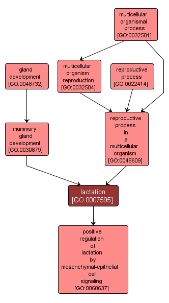 GO:0007595 - lactation (interactive image map)