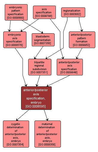 GO:0008595 - anterior/posterior axis specification, embryo (interactive image map)