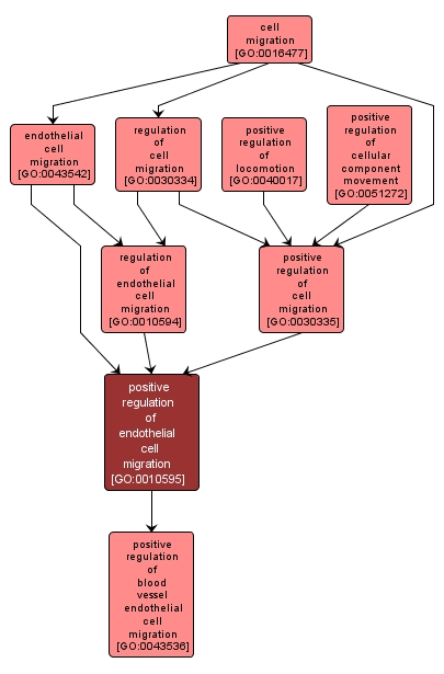 GO:0010595 - positive regulation of endothelial cell migration (interactive image map)