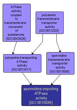 GO:0015595 - spermidine-importing ATPase activity (interactive image map)