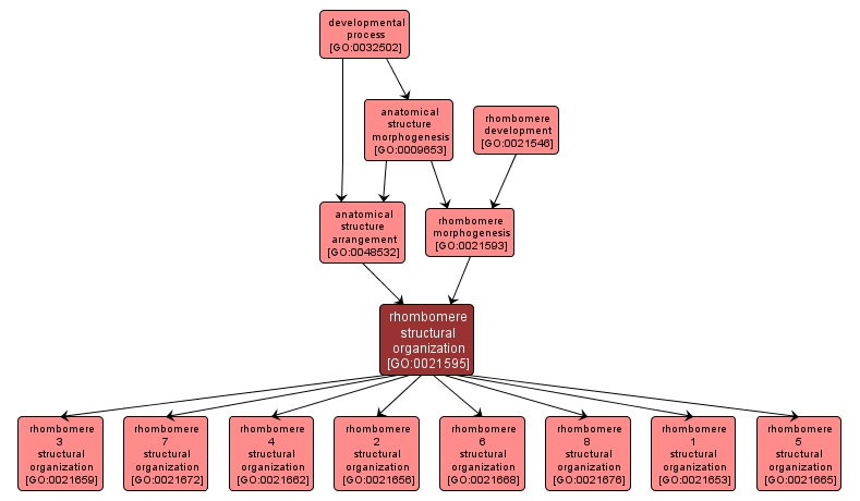GO:0021595 - rhombomere structural organization (interactive image map)