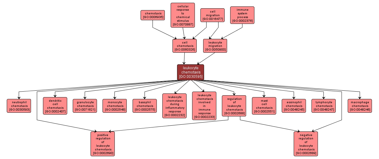 GO:0030595 - leukocyte chemotaxis (interactive image map)