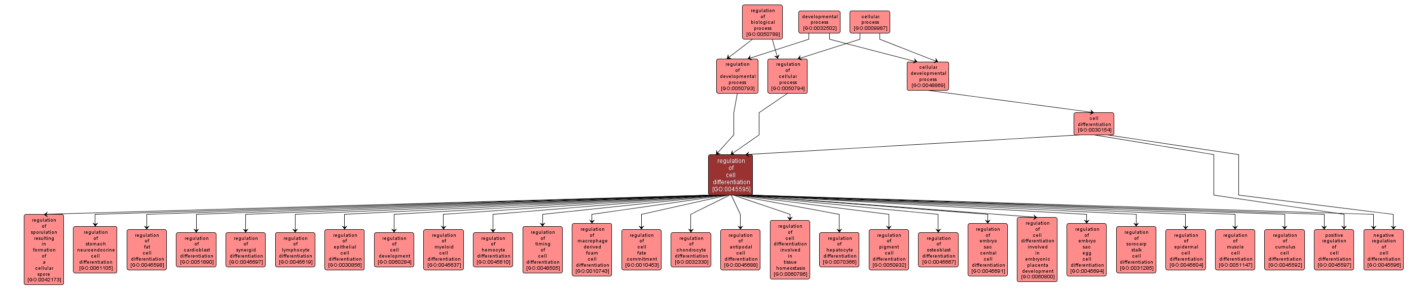 GO:0045595 - regulation of cell differentiation (interactive image map)