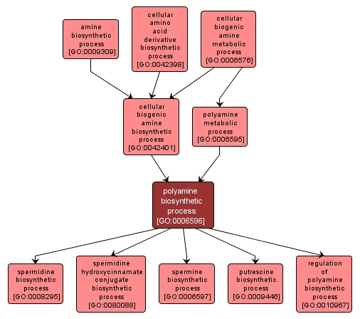 GO:0006596 - polyamine biosynthetic process (interactive image map)