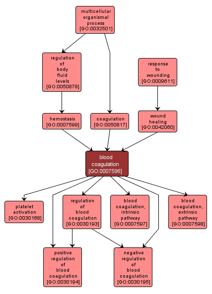 GO:0007596 - blood coagulation (interactive image map)