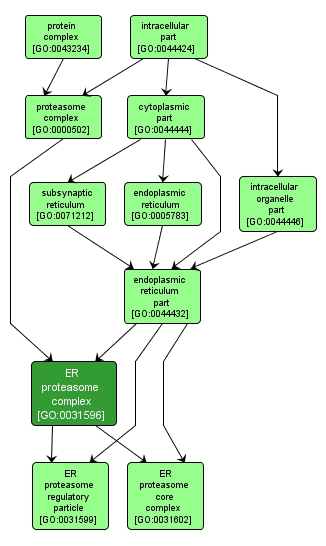GO:0031596 - ER proteasome complex (interactive image map)