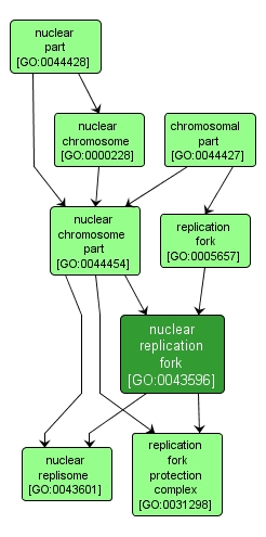 GO:0043596 - nuclear replication fork (interactive image map)