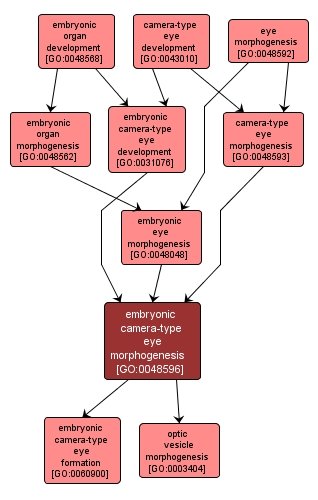 GO:0048596 - embryonic camera-type eye morphogenesis (interactive image map)