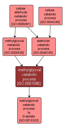 GO:0051596 - methylglyoxal catabolic process (interactive image map)