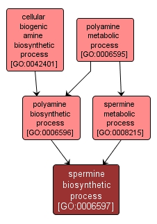 GO:0006597 - spermine biosynthetic process (interactive image map)