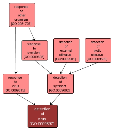 GO:0009597 - detection of virus (interactive image map)