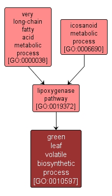 GO:0010597 - green leaf volatile biosynthetic process (interactive image map)