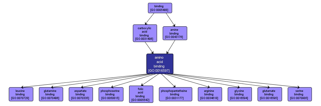 GO:0016597 - amino acid binding (interactive image map)