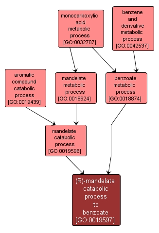 GO:0019597 - (R)-mandelate catabolic process to benzoate (interactive image map)
