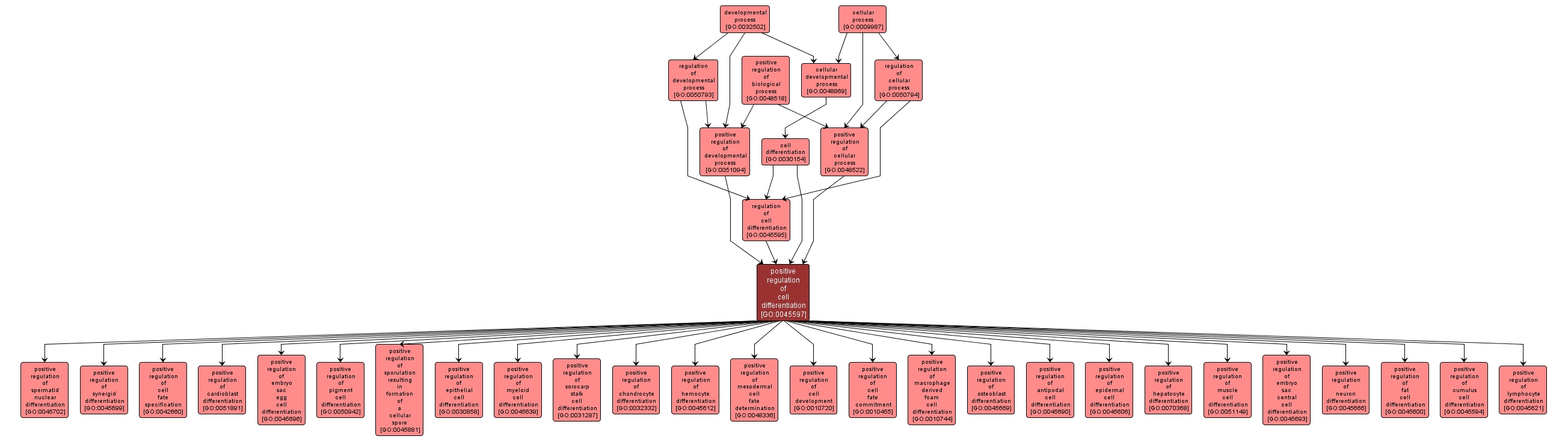 GO:0045597 - positive regulation of cell differentiation (interactive image map)