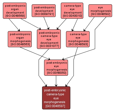 GO:0048597 - post-embryonic camera-type eye morphogenesis (interactive image map)