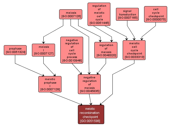 GO:0051598 - meiotic recombination checkpoint (interactive image map)