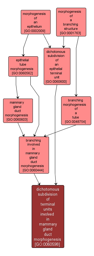 GO:0060598 - dichotomous subdivision of terminal units involved in mammary gland duct morphogenesis (interactive image map)