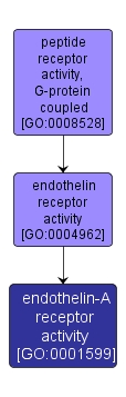 GO:0001599 - endothelin-A receptor activity (interactive image map)
