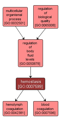 GO:0007599 - hemostasis (interactive image map)