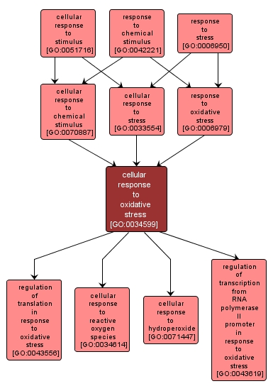 GO:0034599 - cellular response to oxidative stress (interactive image map)