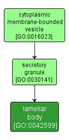 GO:0042599 - lamellar body (interactive image map)