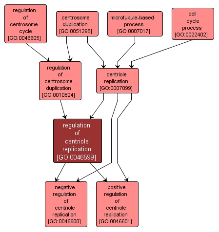 GO:0046599 - regulation of centriole replication (interactive image map)