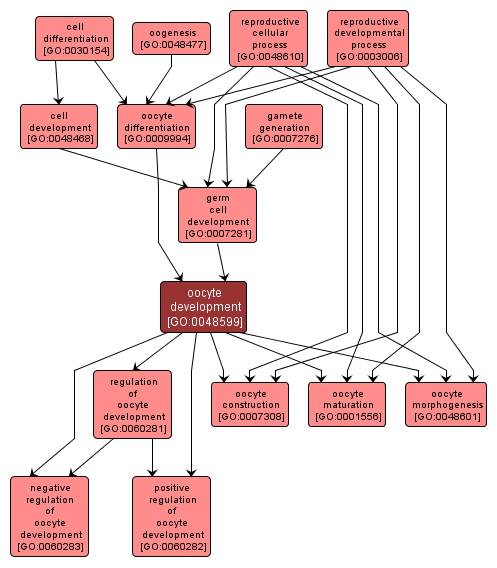 GO:0048599 - oocyte development (interactive image map)