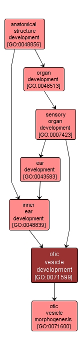 GO:0071599 - otic vesicle development (interactive image map)
