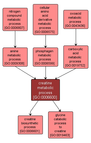 GO:0006600 - creatine metabolic process (interactive image map)