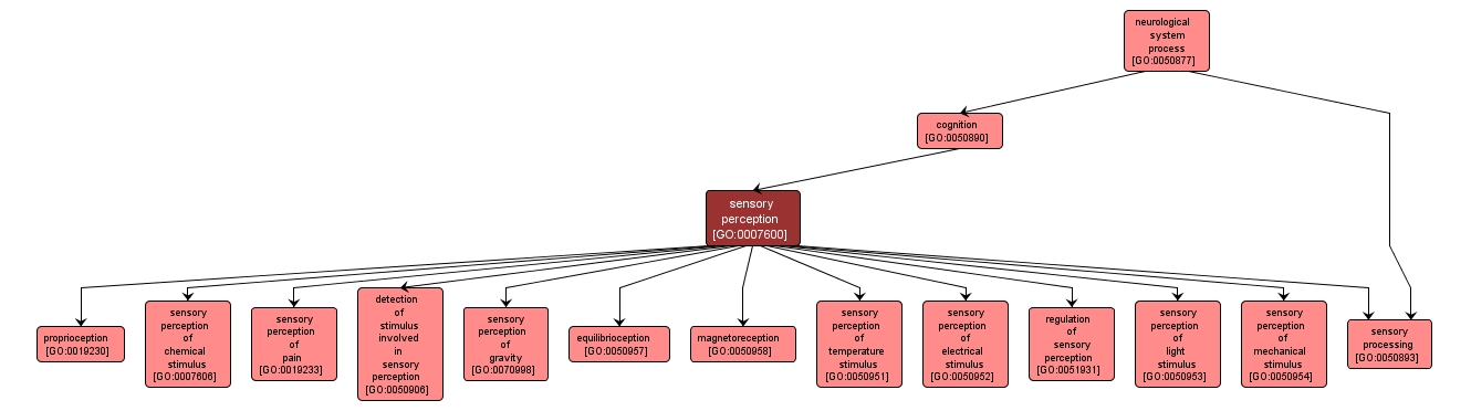 GO:0007600 - sensory perception (interactive image map)