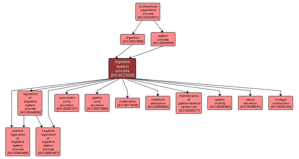 GO:0022600 - digestive system process (interactive image map)