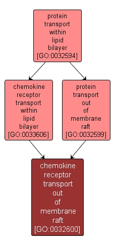 GO:0032600 - chemokine receptor transport out of membrane raft (interactive image map)