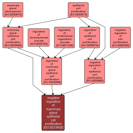 GO:0033600 - negative regulation of mammary gland epithelial cell proliferation (interactive image map)