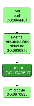 GO:0042600 - chorion (interactive image map)