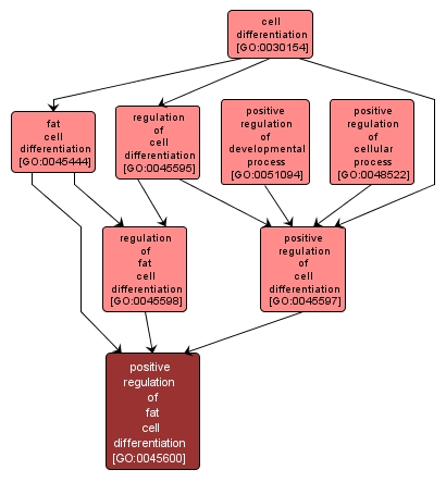 GO:0045600 - positive regulation of fat cell differentiation (interactive image map)