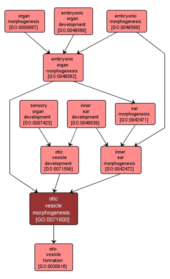 GO:0071600 - otic vesicle morphogenesis (interactive image map)
