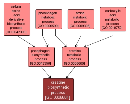 GO:0006601 - creatine biosynthetic process (interactive image map)