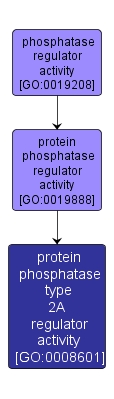 GO:0008601 - protein phosphatase type 2A regulator activity (interactive image map)