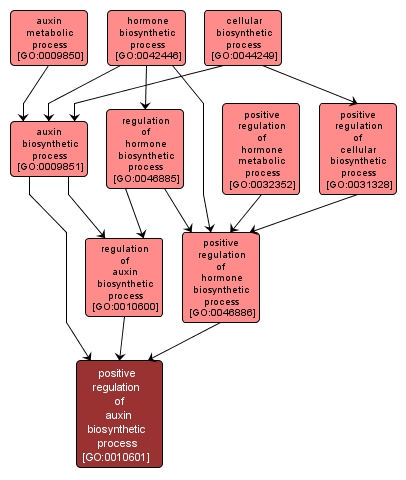 GO:0010601 - positive regulation of auxin biosynthetic process (interactive image map)