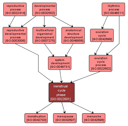 GO:0022601 - menstrual cycle phase (interactive image map)