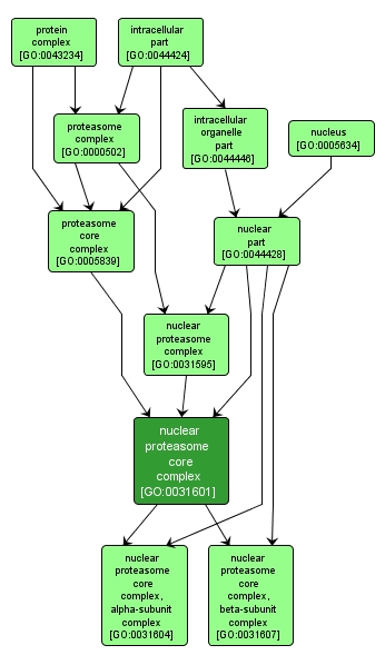 GO:0031601 - nuclear proteasome core complex (interactive image map)