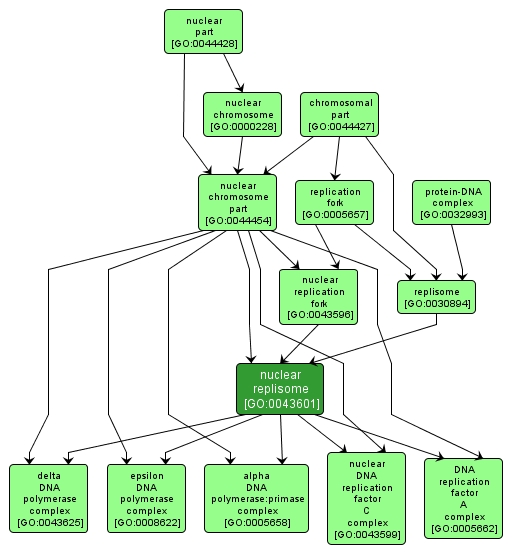 GO:0043601 - nuclear replisome (interactive image map)