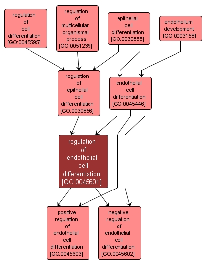 GO:0045601 - regulation of endothelial cell differentiation (interactive image map)